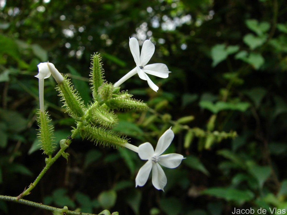 Plumbago zeylanica L.